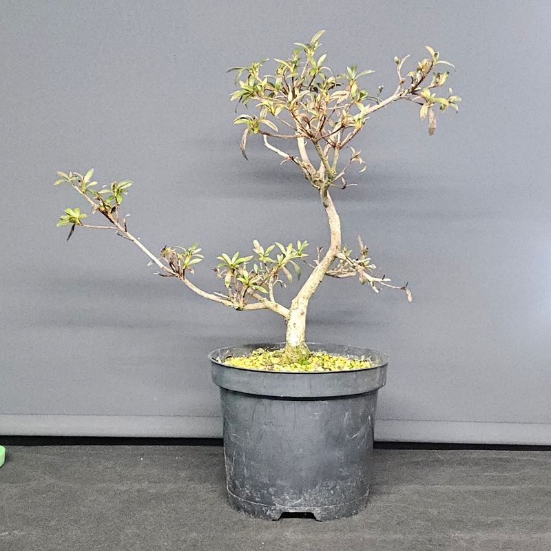 David Cheshire Nurseries Ltd