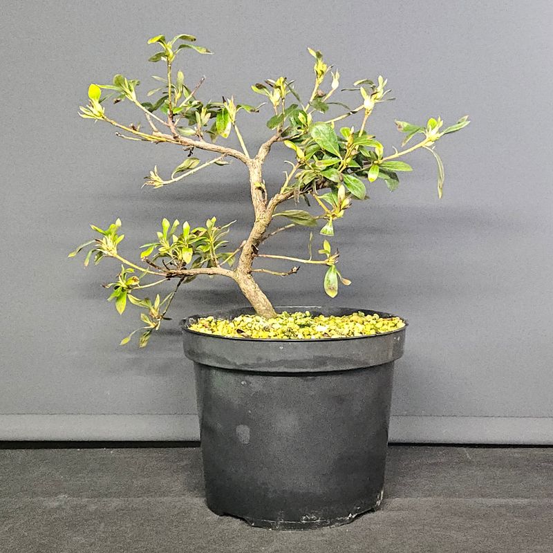 David Cheshire Nurseries Ltd