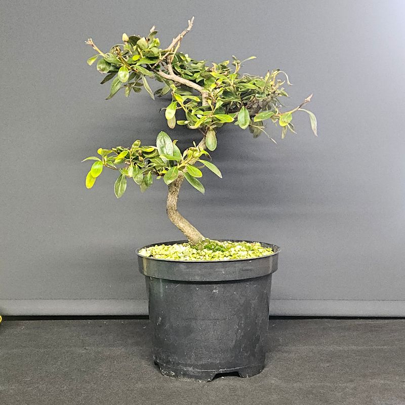 David Cheshire Nurseries Ltd
