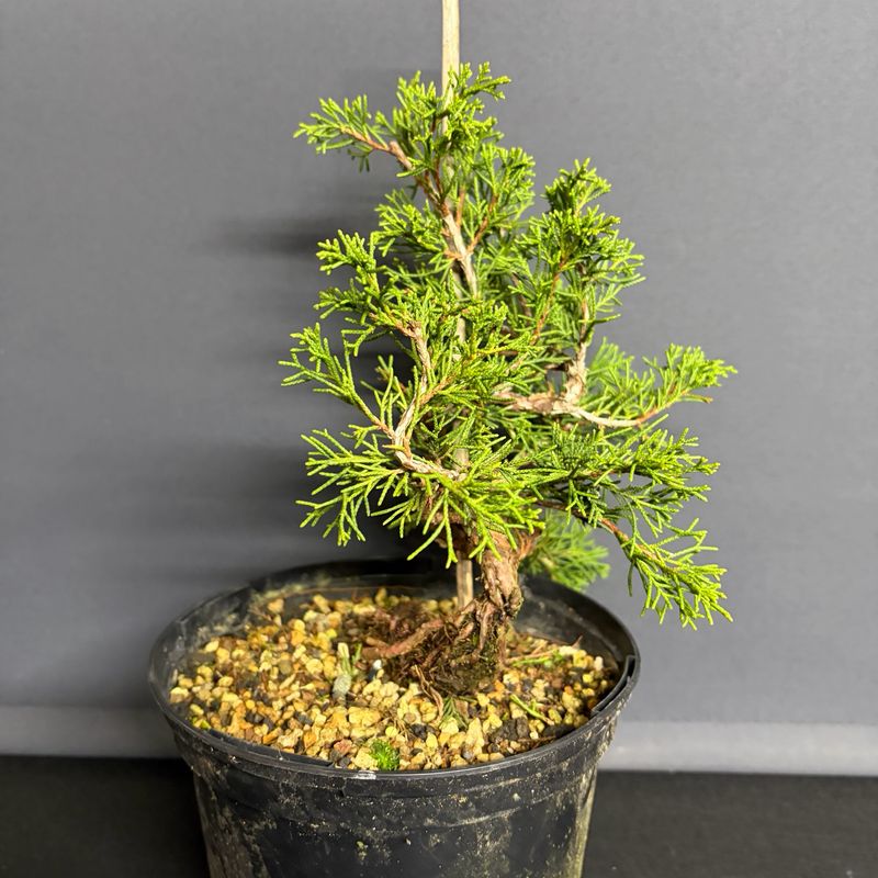 bonsai tree hobby AVERGO Bonsai Tree Kit Classic - 5X Unique Japanese Bonzai Trees