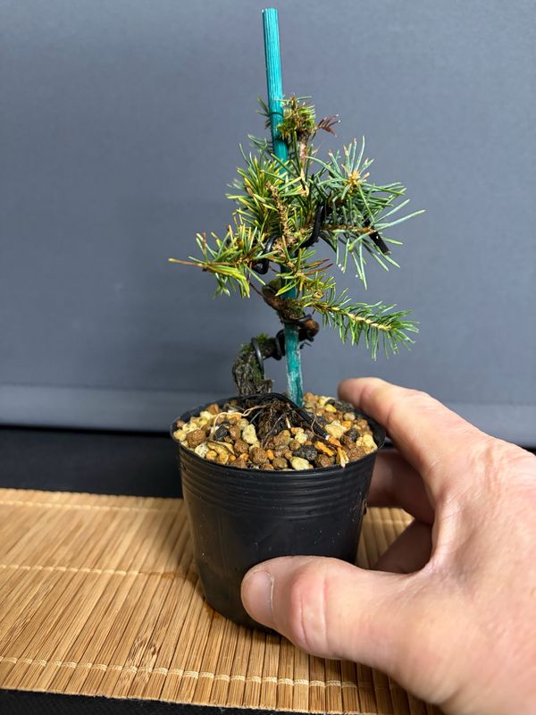 David Cheshire Nurseries Ltd