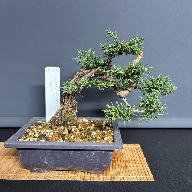 ist ficus ginseng ein bonsai Ficus Ginseng Bonsai