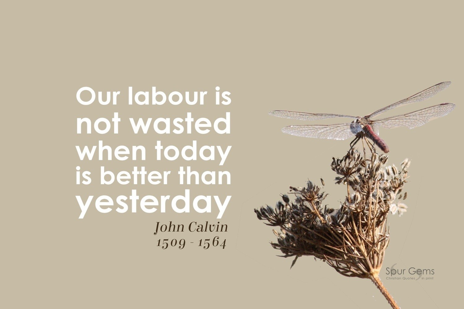 *Labour Not Wasted - John Calvin