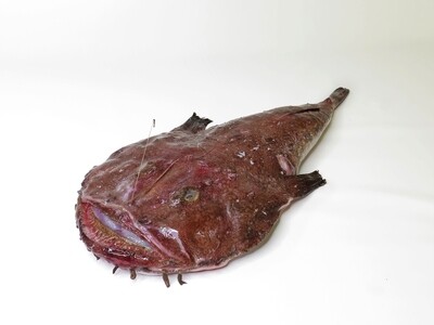RANA PESCATRICE RANA PESCATRICE