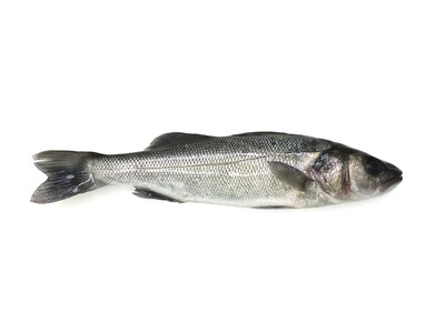BRANZINO DI VALLE - (450/600 gr.) al pz. BRANZINO DI VALLE - (450/600 gr.) al pz.