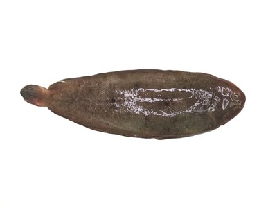 SOGLIOLA (180/350 gr.) al pz. SOGLIOLA (180/350 gr.) al pz.