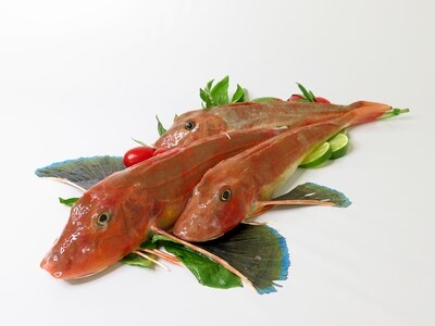GALLINELLA DI MARE (240/400 gr.) al pz. GALLINELLA DI MARE (240/400 gr.) al pz.