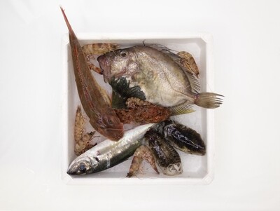 PESCATINA PICCOLA (1,3/1,7 kg.) PESCATINA PICCOLA (1,3/1,7 kg.)