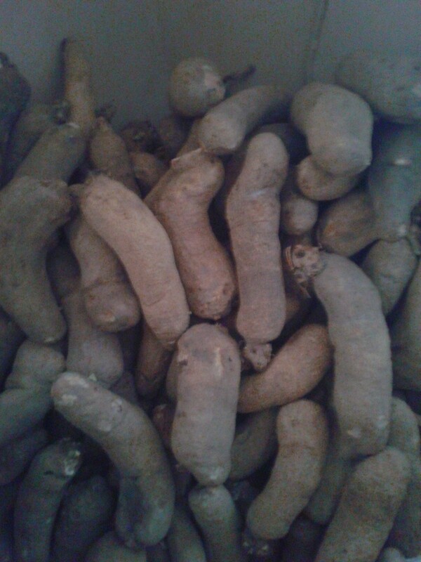 YAM