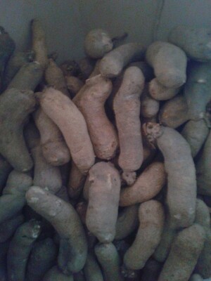 YAM