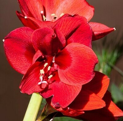 rouge