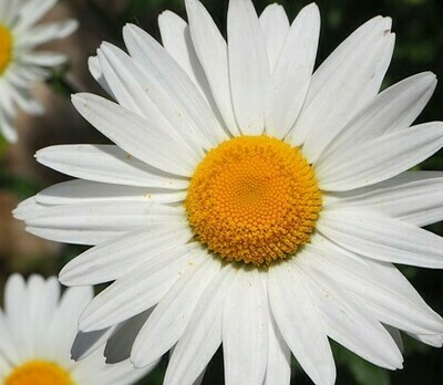 blanc