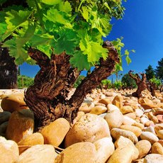 Rhône