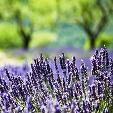 Provence