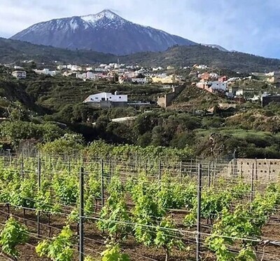 Viñatigo