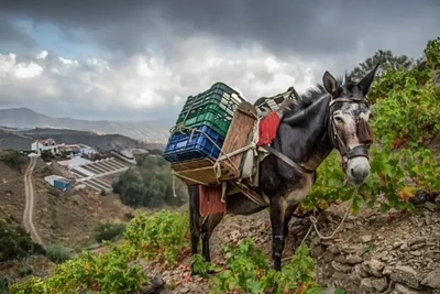 Viñedos Verticales