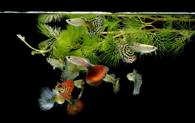 Live Breeders