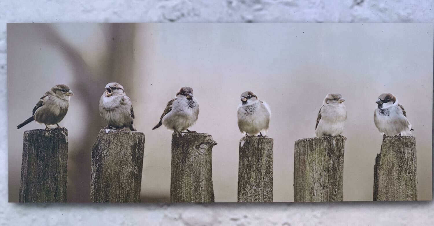 Tuinposter Musjes
