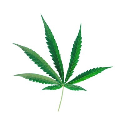 Sativa