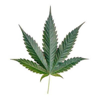 Indica