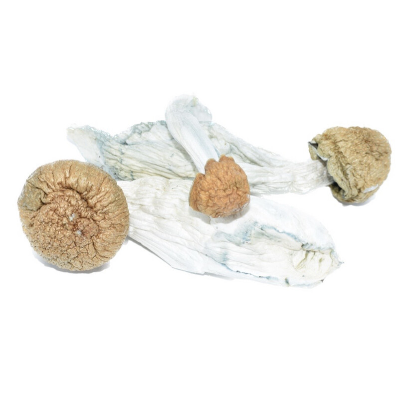 DC Mak Cubensis