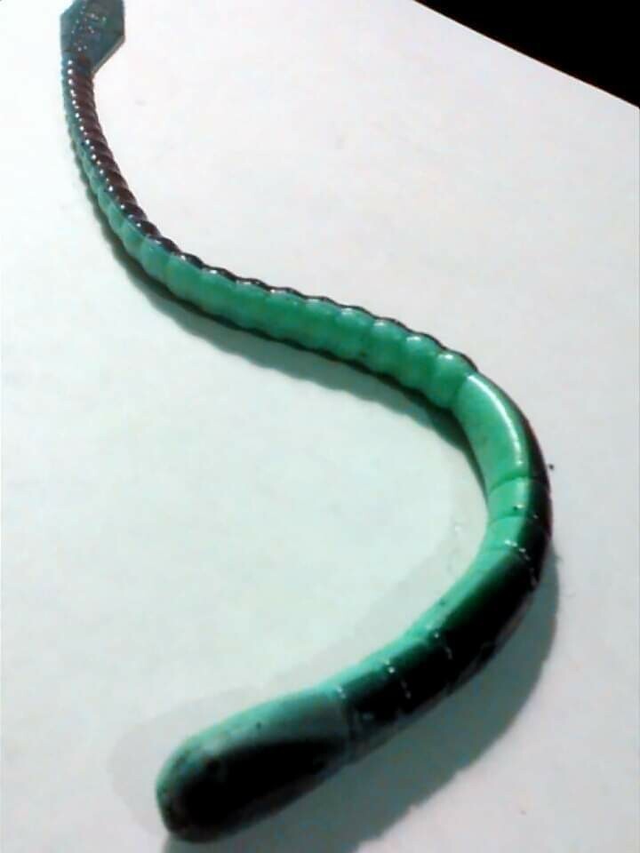 4&#39;&#39; Fliptail worm
