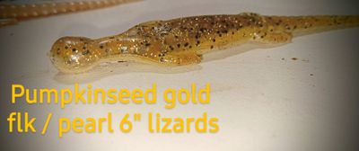 6 &quot; Fliptail lizards