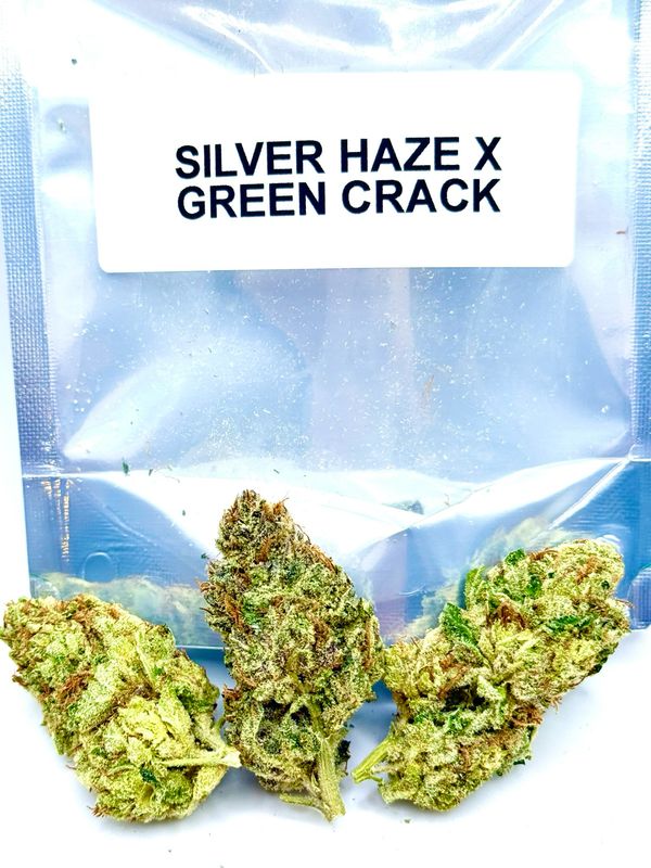 Silver Haze X Green Crack
