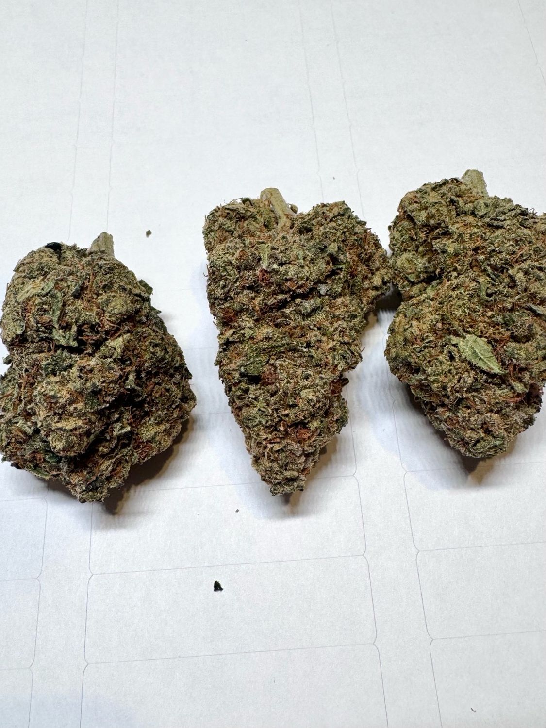 1OZ Tropical Runtz (Hybrid)