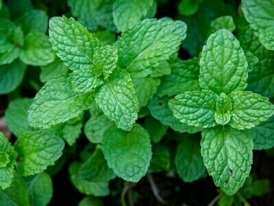 Herb : Mojito mint - 3" pot