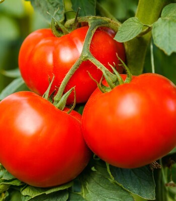 Tomatoes - regular slicing (1)