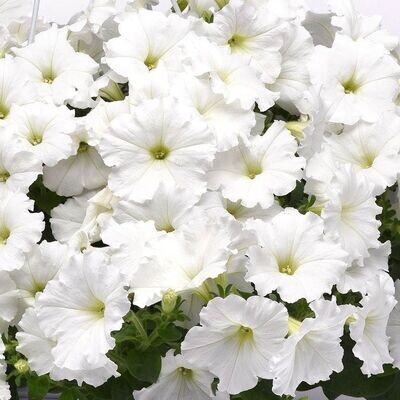 Petunia - white - 4.5" pot