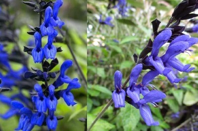 Salvia. Black n blue