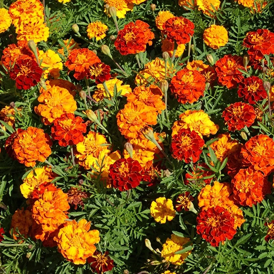 Marigold - yellow n orange- 4.5" pot