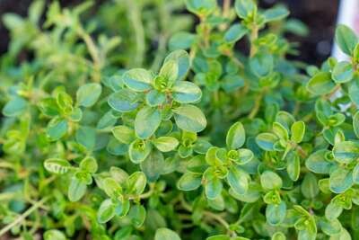 Herb : orangemint - 3" pot
