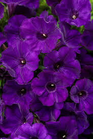 Petunia - purple- 4.5" pot
