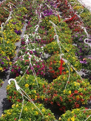 10" hanging basket - mixed superbells ( list in comments colors preferred)