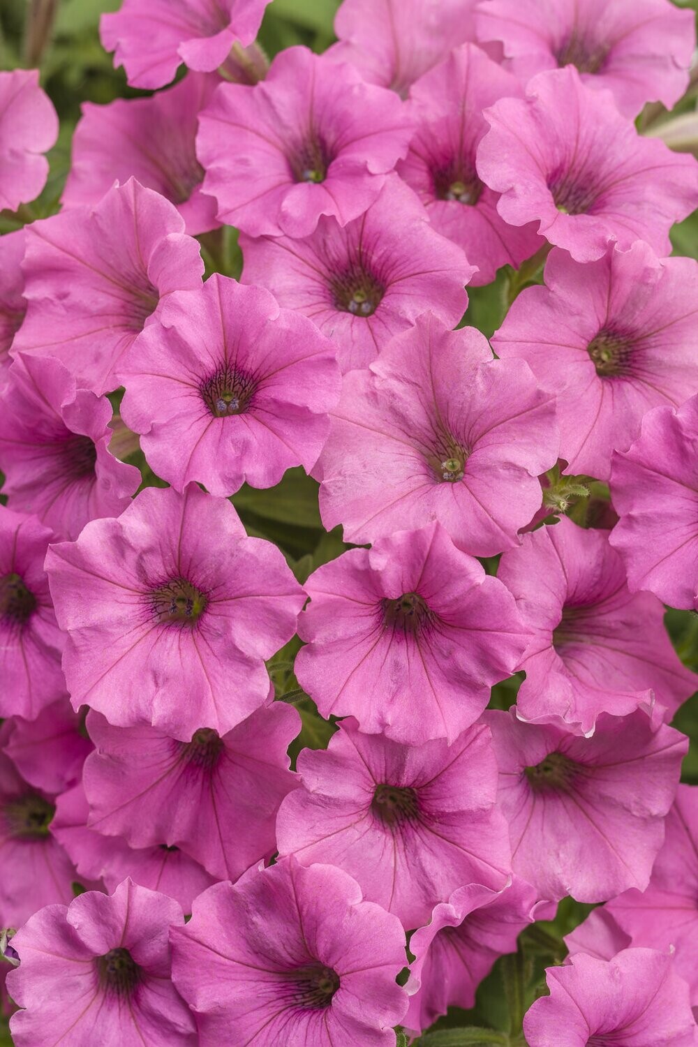 Petunia - pink- 4.5" pot