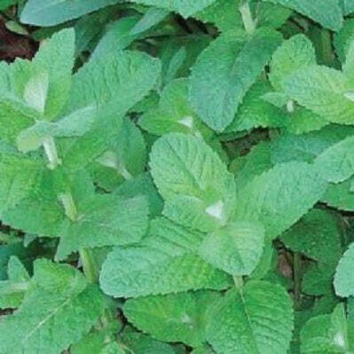 Herb :Applemint- 3" pot