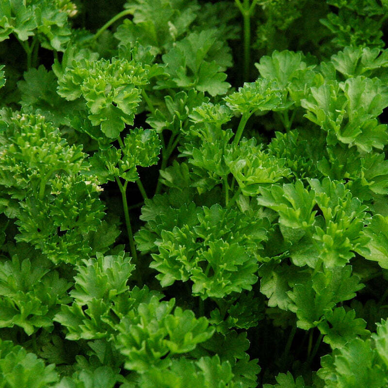 Curly leaf parsley- 3" pot