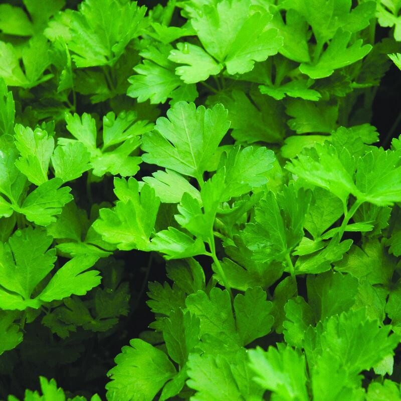 Flat leaf parsley- 3." Pot