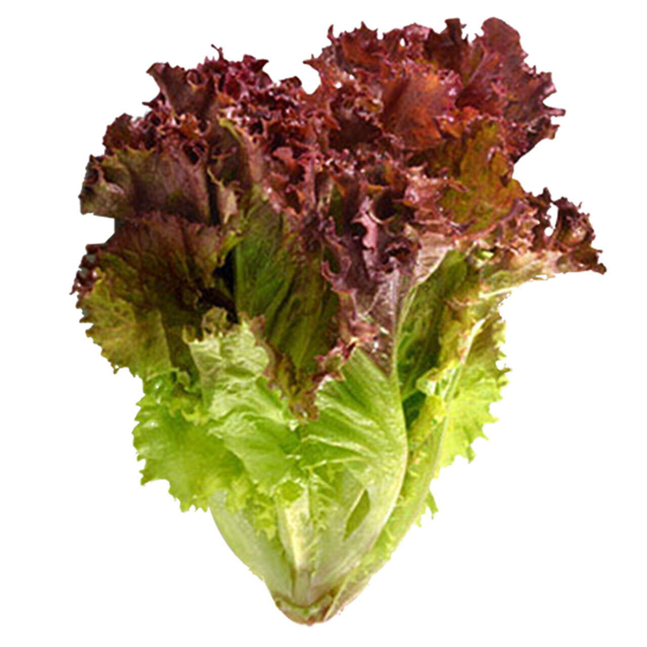 Lettuce - red leaf