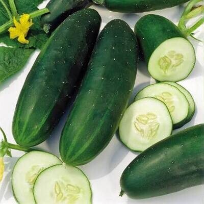 Cucumber - (1)
