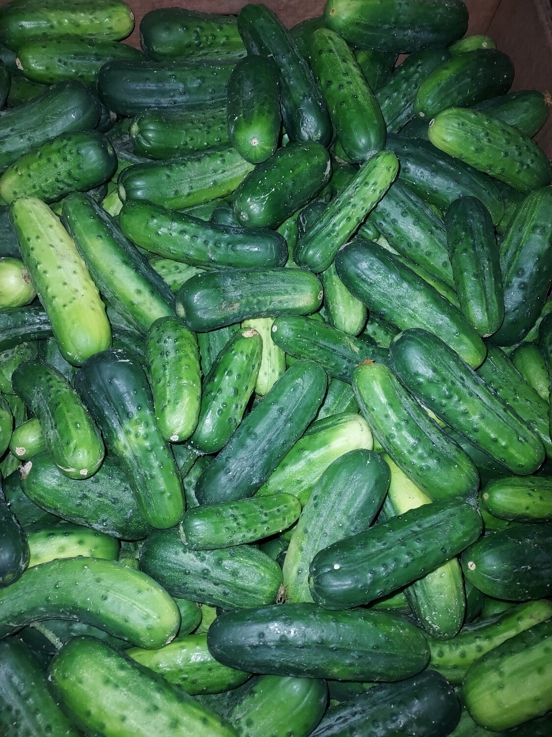 Pickles - QT basket - medium size