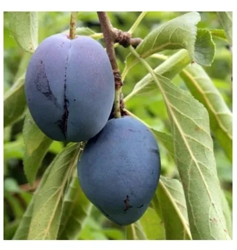 Plum Prunes - pint basket