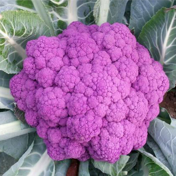 cauliflower - purple