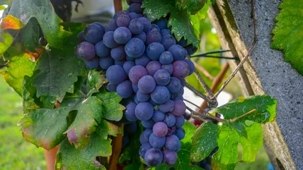 grapes - concord