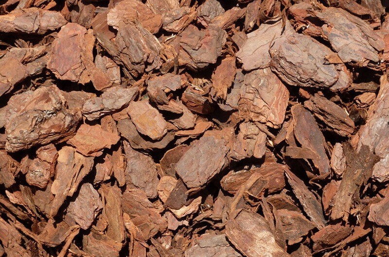 Pine Nuggets