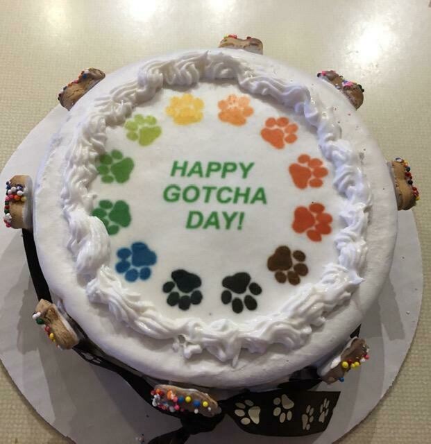dog gotcha day cake