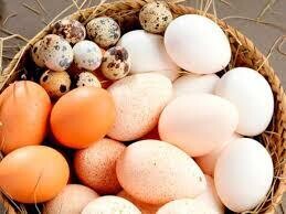 Huevos y sus derivados